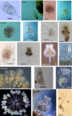 環境工程微生物技術在醫藥領域的技術開發與應用前景